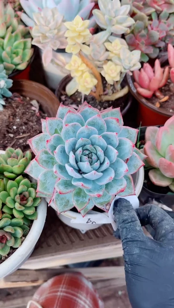 小*籽16117多肉植物一物一拍