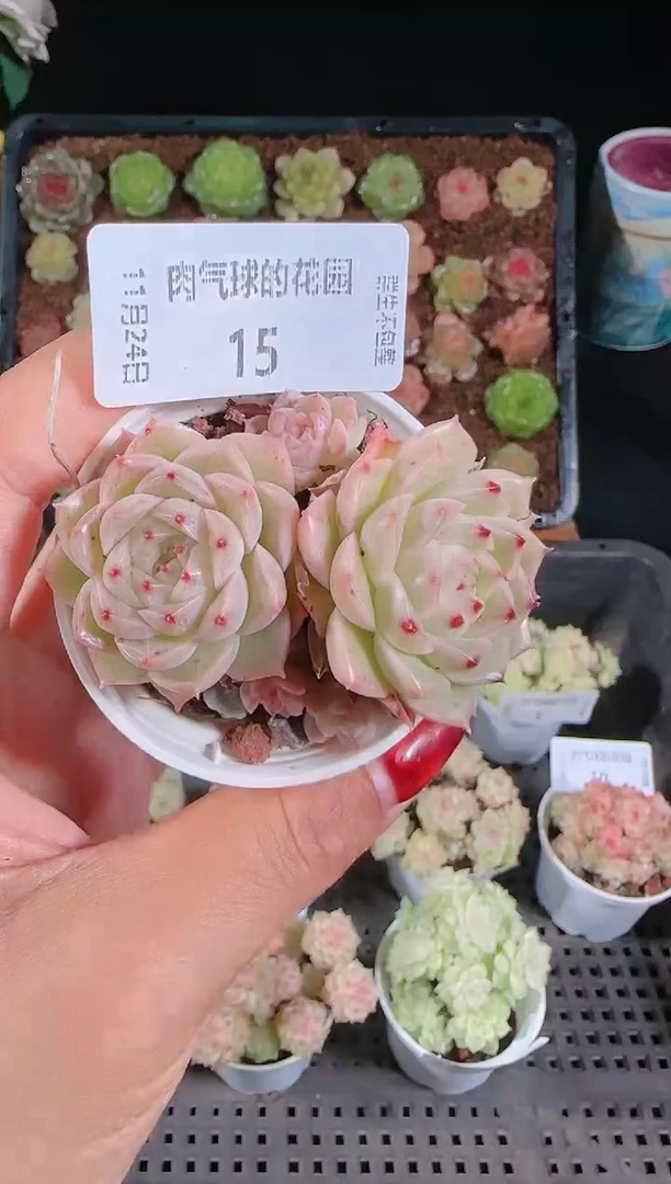 1124-15群生不包整