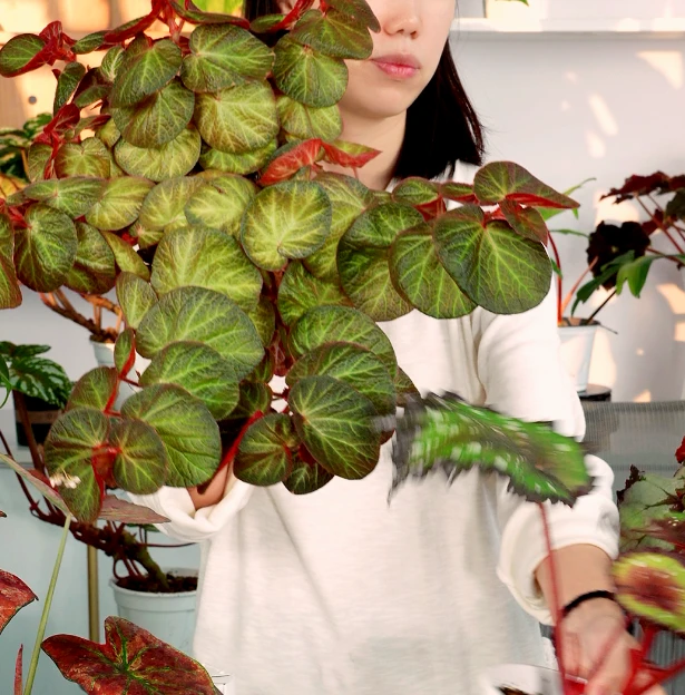 秋海棠观叶植物一物一拍
