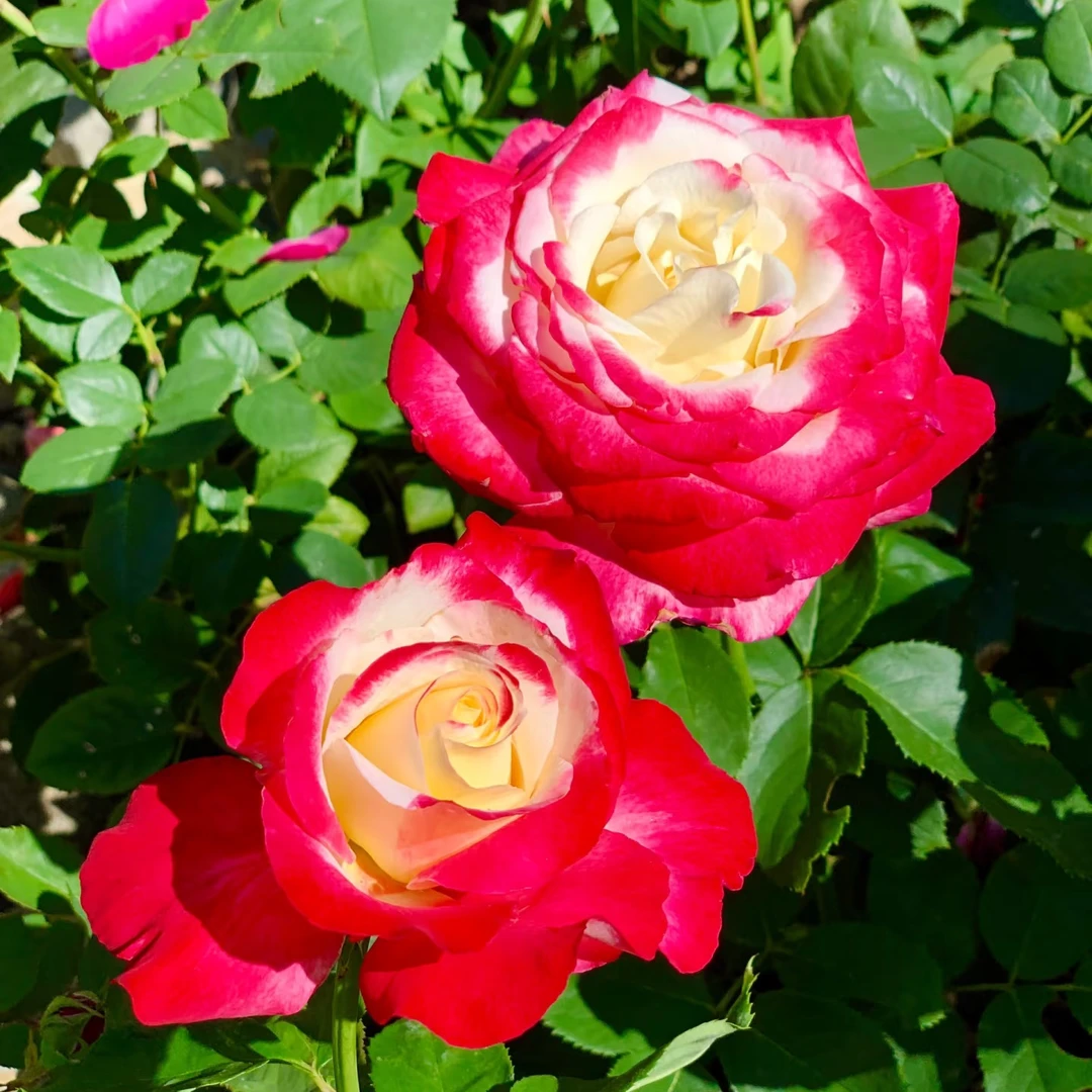 【醉红颜】新手易养盆栽月季阳台月季庭院花卉多季节开花植物++