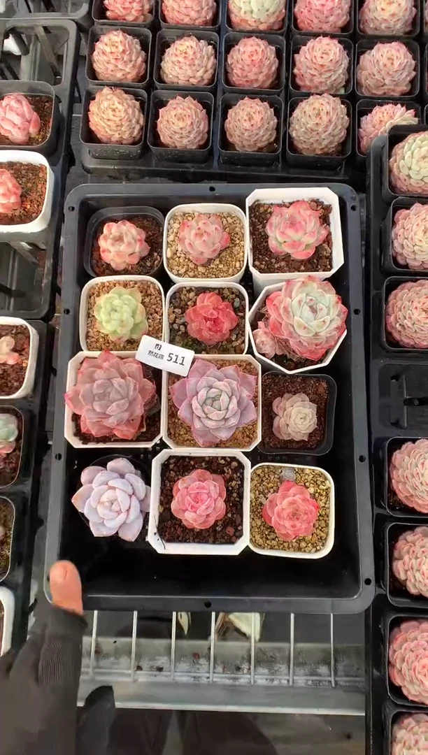 511组合12棵多肉植物一物一拍