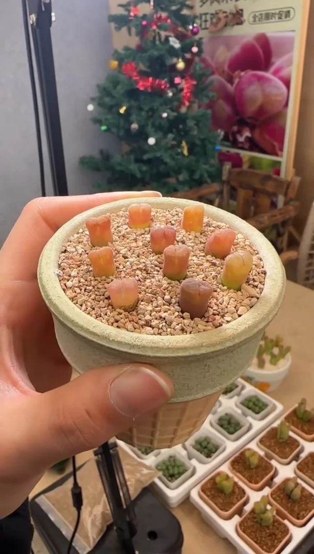 【闪购商品】23-15巨型萝莉一颗