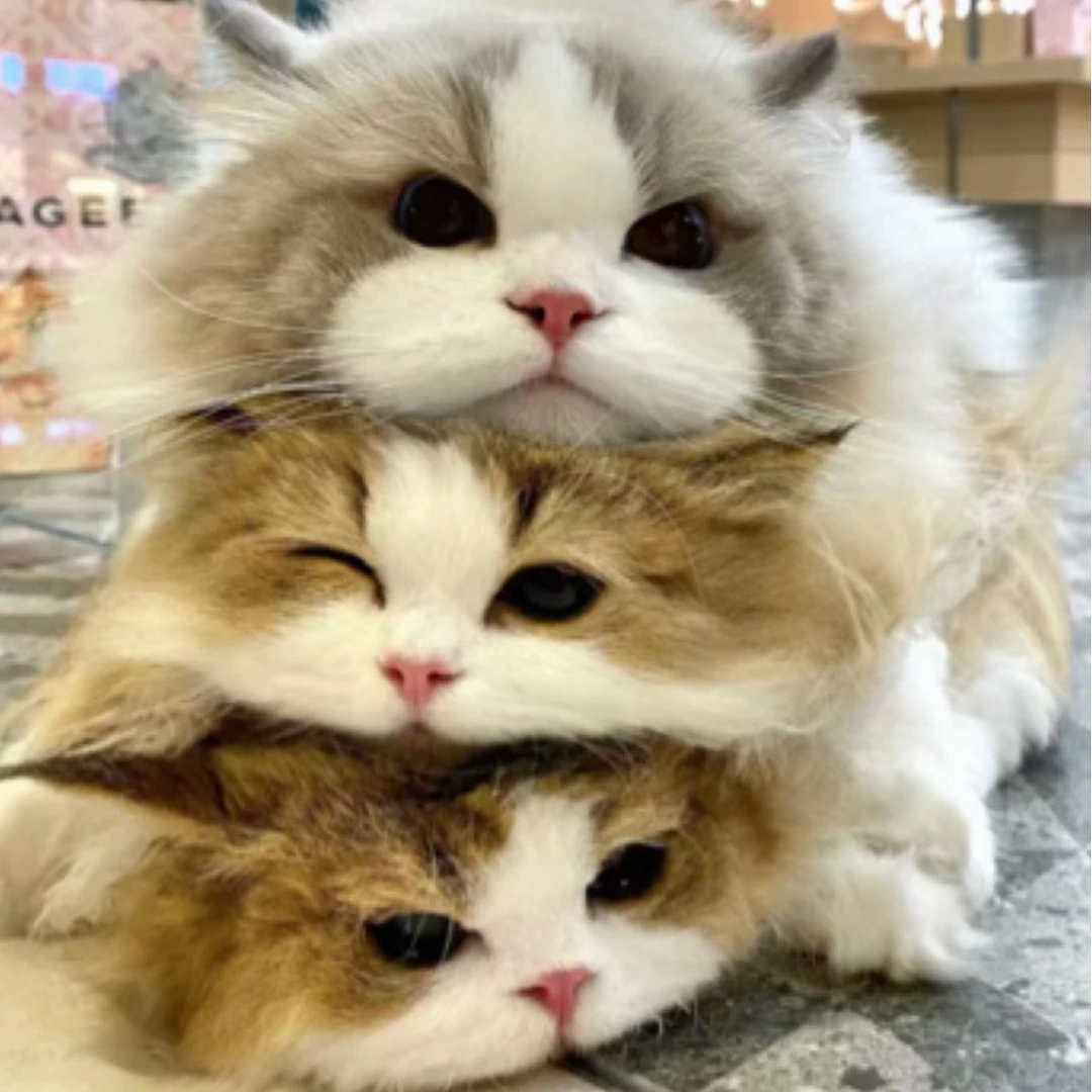 可爱甜美猫咪认活体通用链接