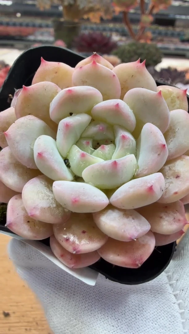 东云多肉园二店-33