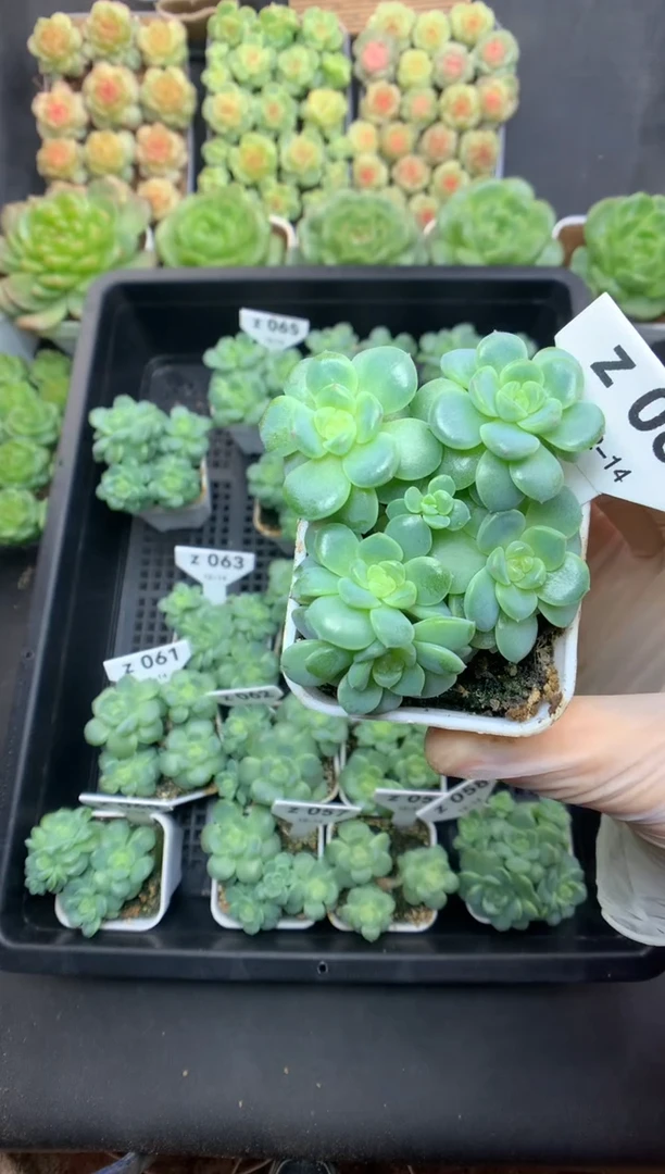 z066 香菜珍妮群生 可带盆土 98