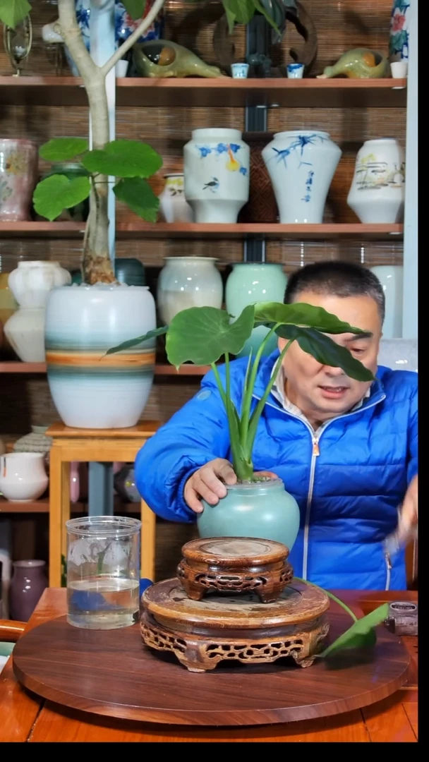 无花朵养**胡水之韵水培海芋