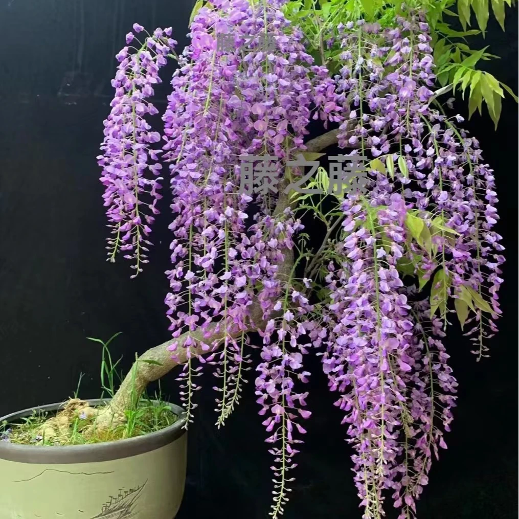 w多花紫藤丰花紫藤苗种子