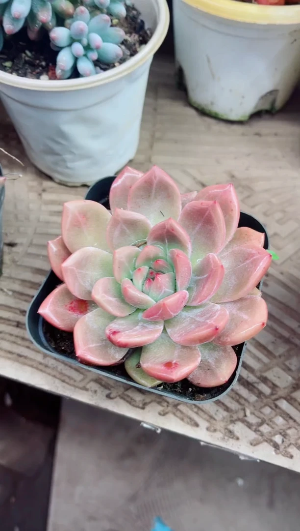 友**️07014多肉植物一物一拍