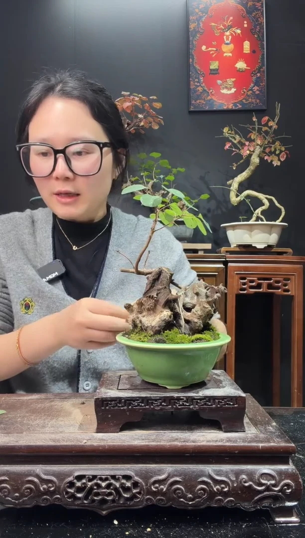 完全开放黄栌000