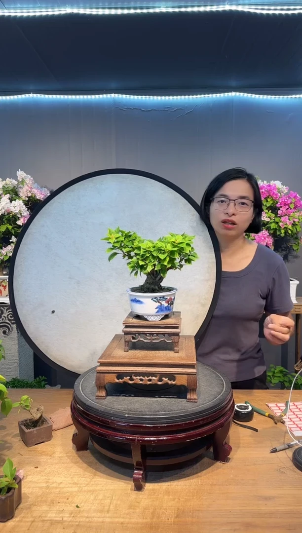 三角梅小桃红三角梅