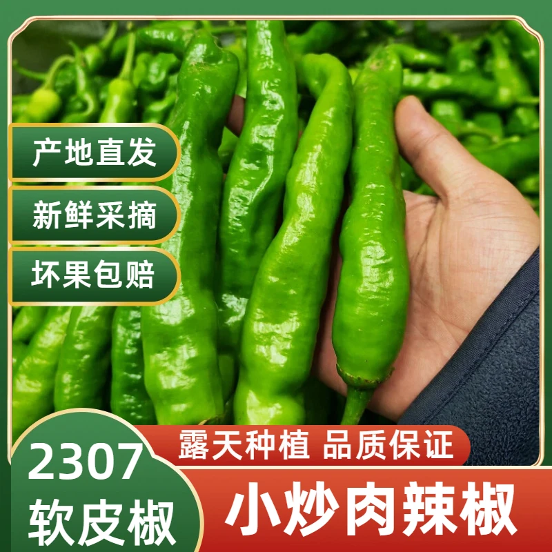 【露天种植】山东新鲜现摘软皮辣椒香辣美味农家自种蔬菜青椒小炒肉