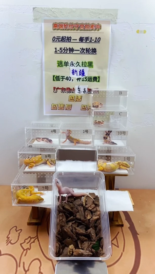 豹纹守宫豹纹守宫幼苗亚成体成体肥尾