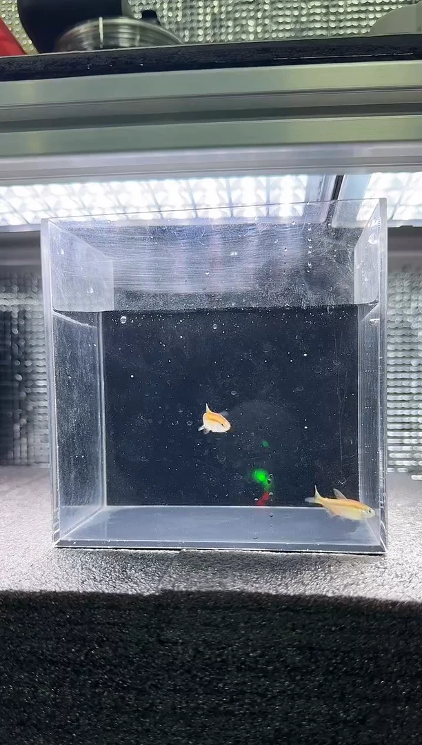 灯科鱼一*通小超黄*2只