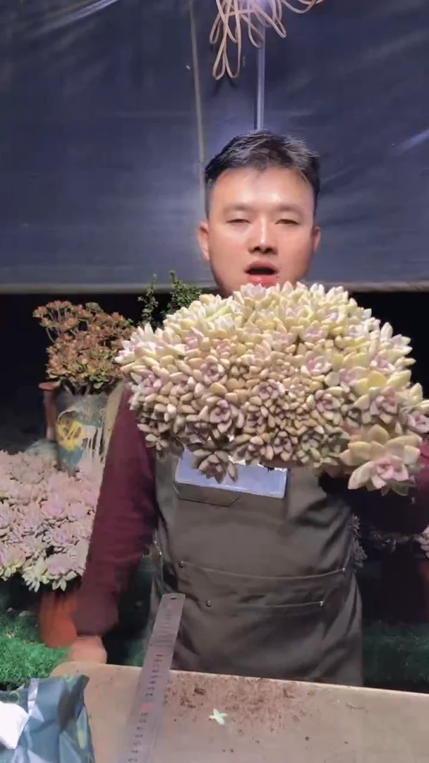 178淡雪缀化一物一拍（微瑕）