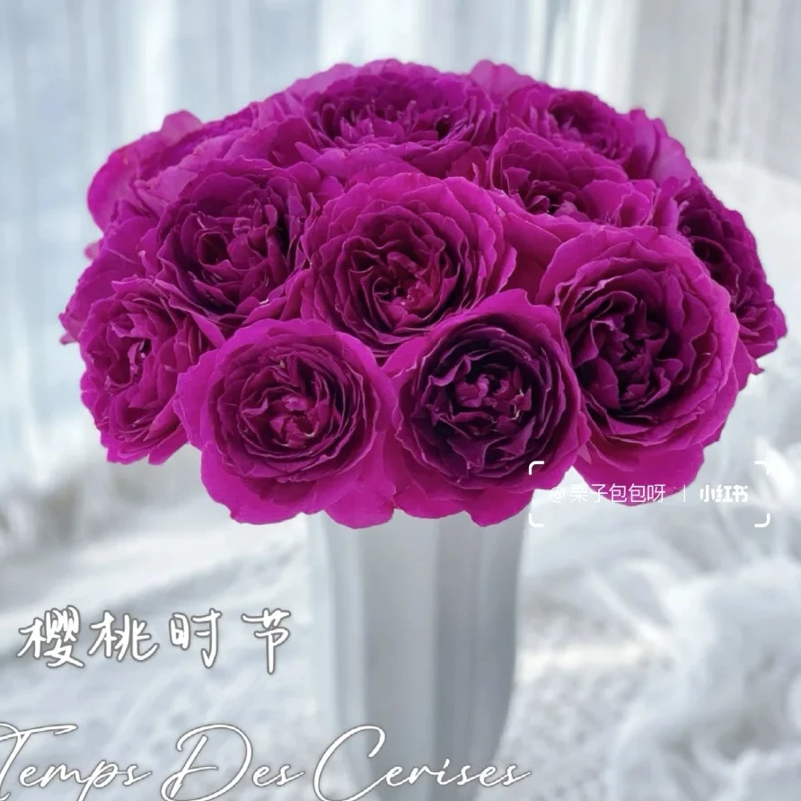 新品樱桃时节灌木浓香大花丰花勤花盆栽地载阳台庭院绿植花卉月季