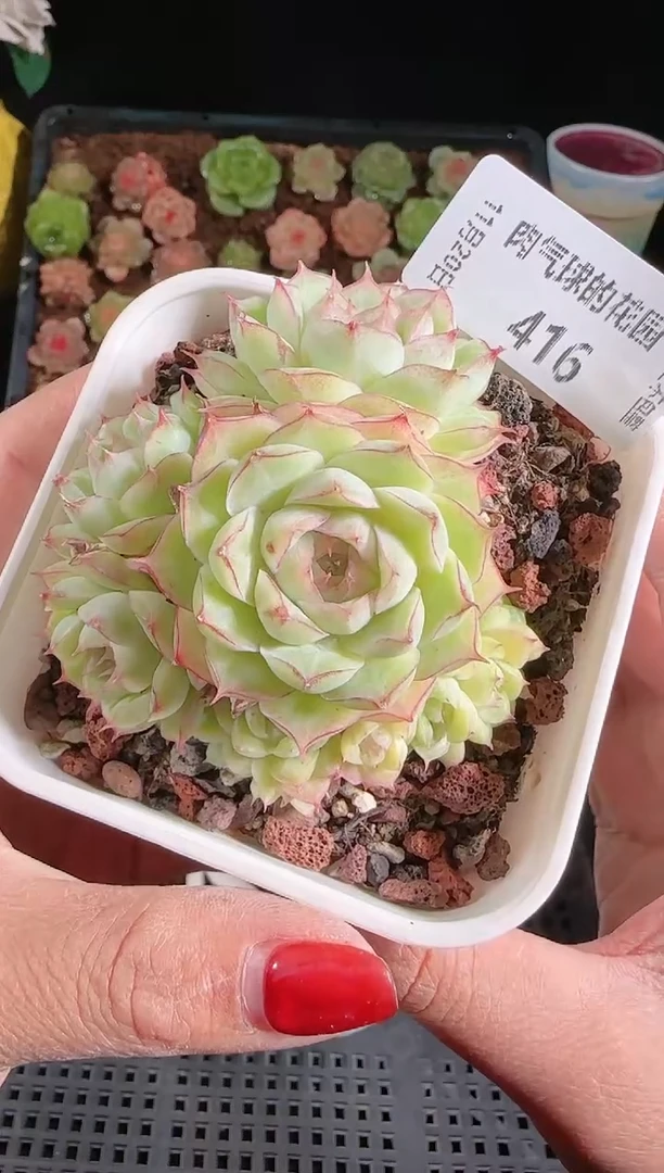 1120-416群生不包整