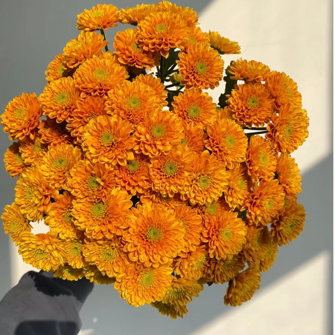 【小菊-乔尼】顺丰包邮 山东基地直发 48H发货（以实际到货颜色为准）
