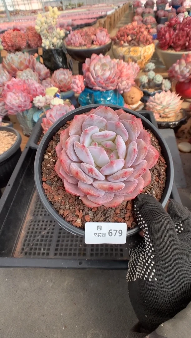 679星橙多肉植物一物一拍