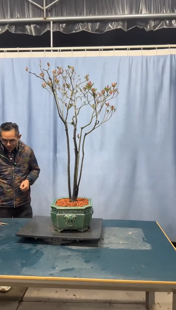 【闪购商品】盆景春花