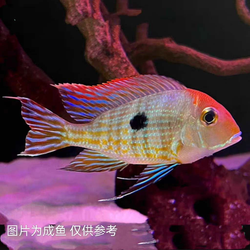 热带观赏鱼 食土鲷科鱼 红头力关刀 清缸好养易活工具鱼