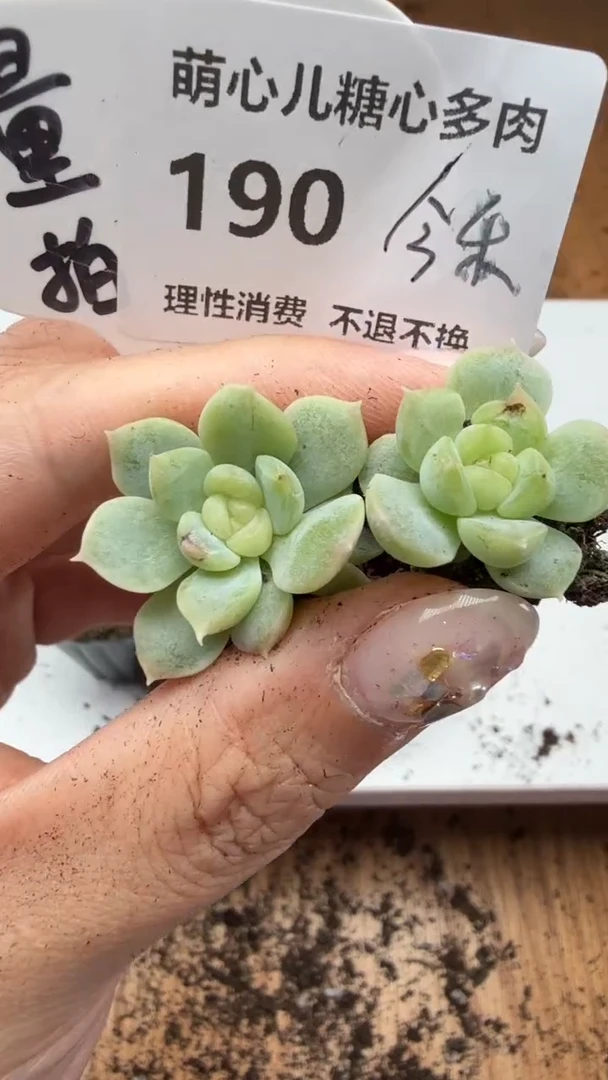190 今禾2颗量拍多肉植物微瑕