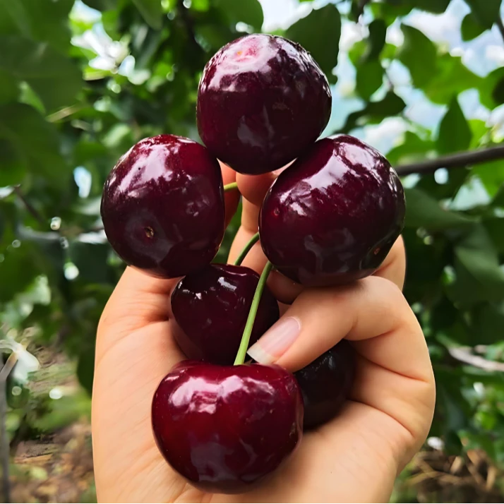 黑珍珠车厘子树苗（6年大苗粗度2-2.5cm左右）盆栽地栽