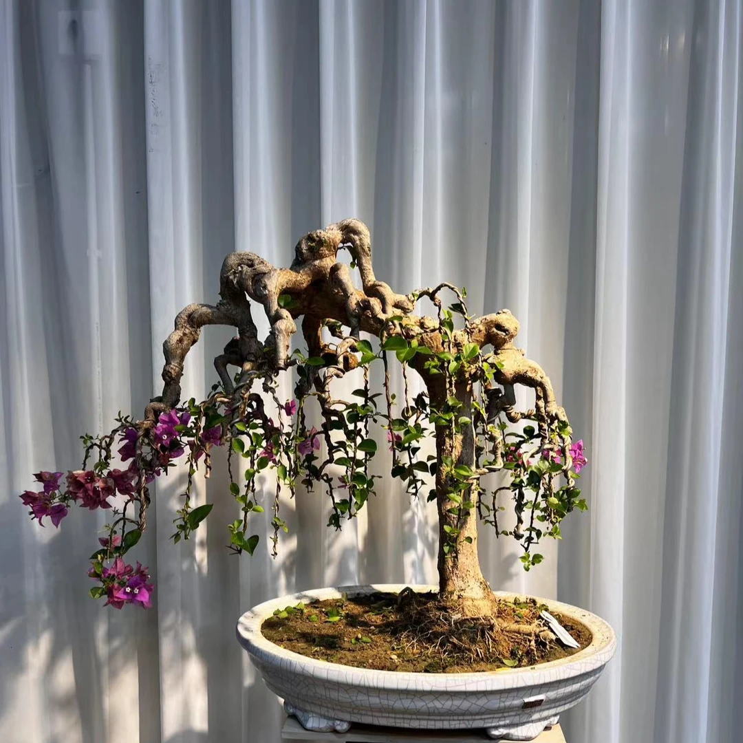 三角梅精品盆景一物一拍（全国包邮5）