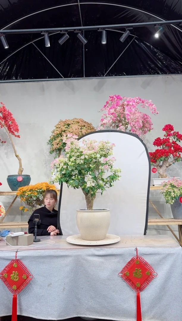 【闪购商品】盆景绿叶樱花