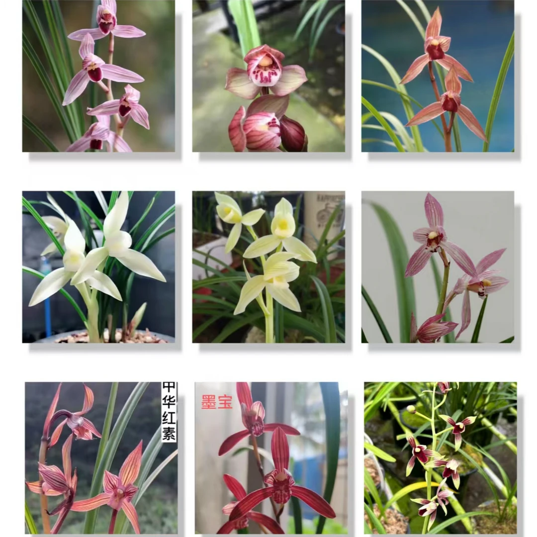 草民兰苑 精品国兰【专拍】一物一拍