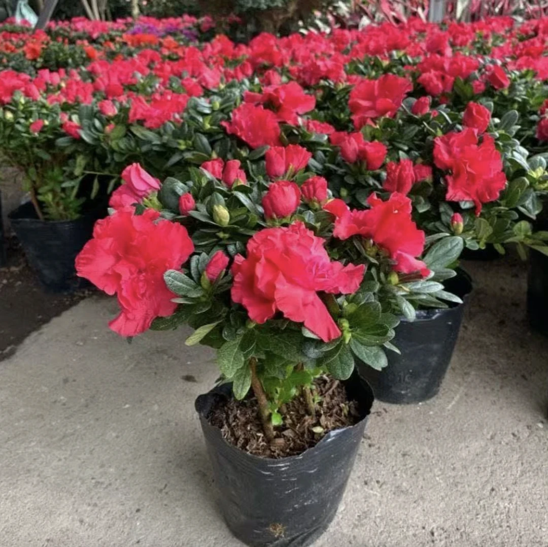 四季杜鹃花盆栽带花苞大棵杨梅红杜鹃老桩好养花卉植物  B