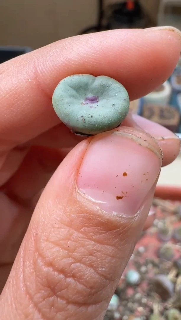 多肉植物肉锥2-264