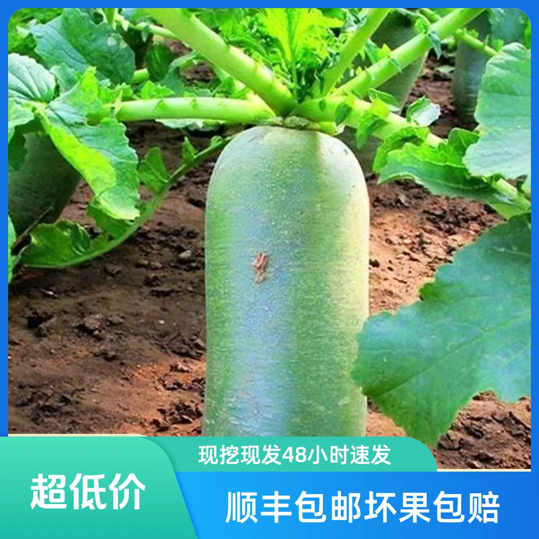 正宗潍坊水果萝卜脆甜多汁现挖现发萝卜萝卜3萝卜顺丰包邮萝卜