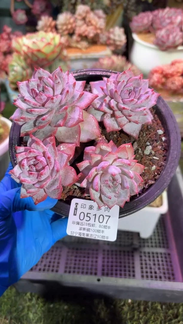 【闪购商品】05107