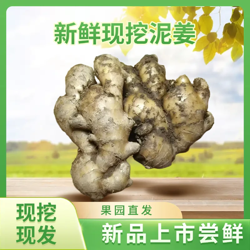 直发新鲜窖藏泥姜大块鲜嫩山东大姜生姜嫩姜