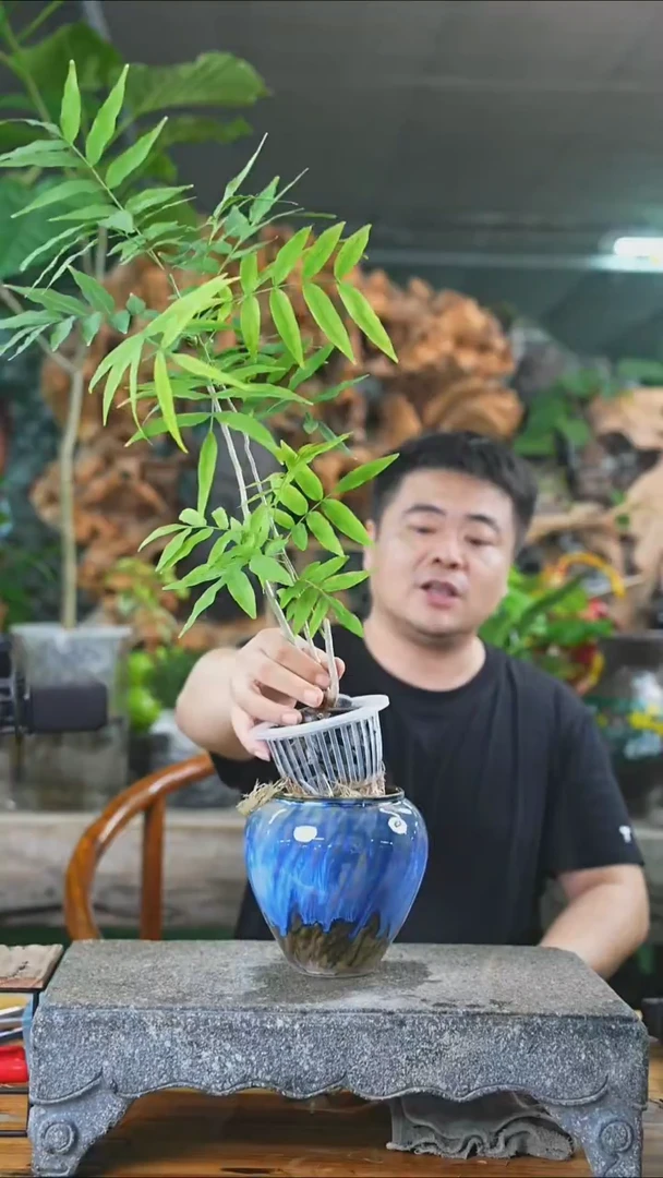 完全开放无患菩提285+