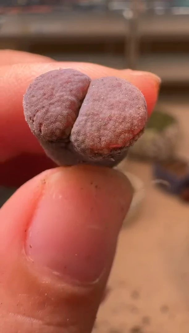 美丽的肉石头16-37