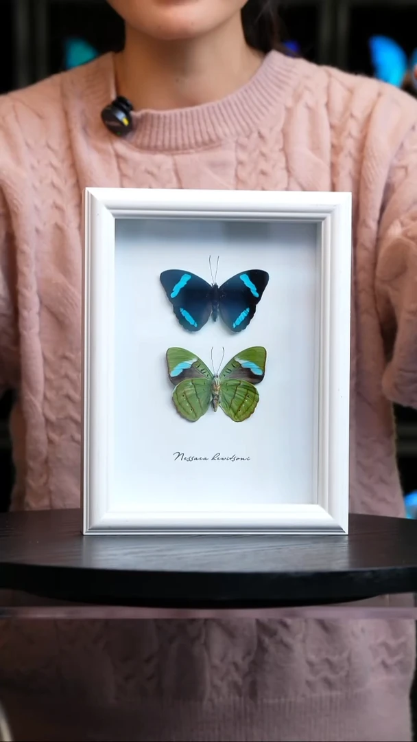 蝴蝶标本摆件竞拍蓝带鸭M96