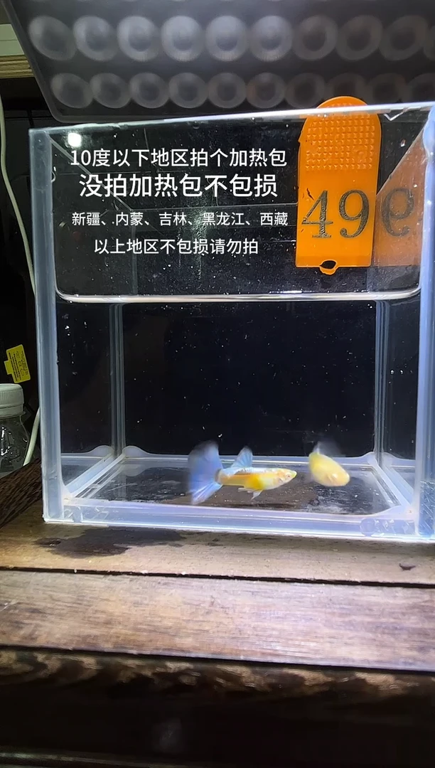 孔雀鱼蓝白半月49