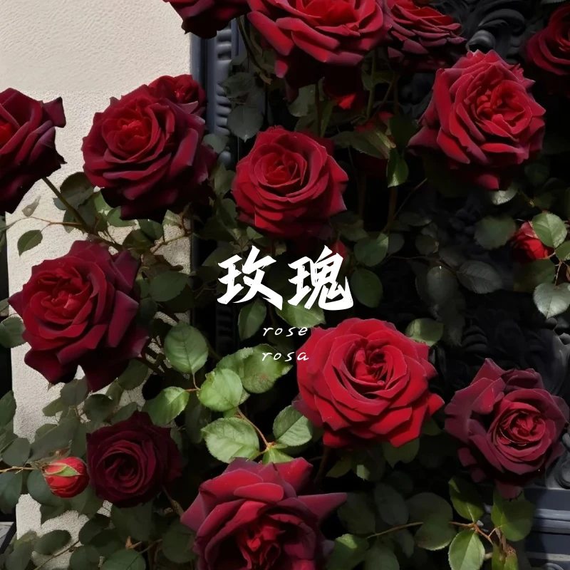 小众珍贵-玫瑰精油炸福利精油