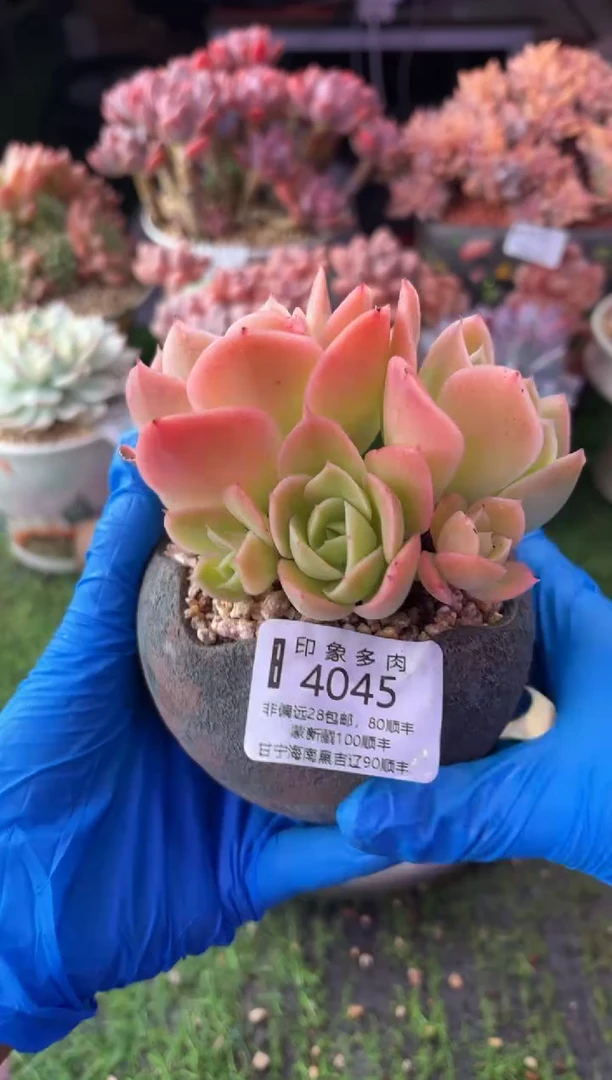 昆明印象多肉4045