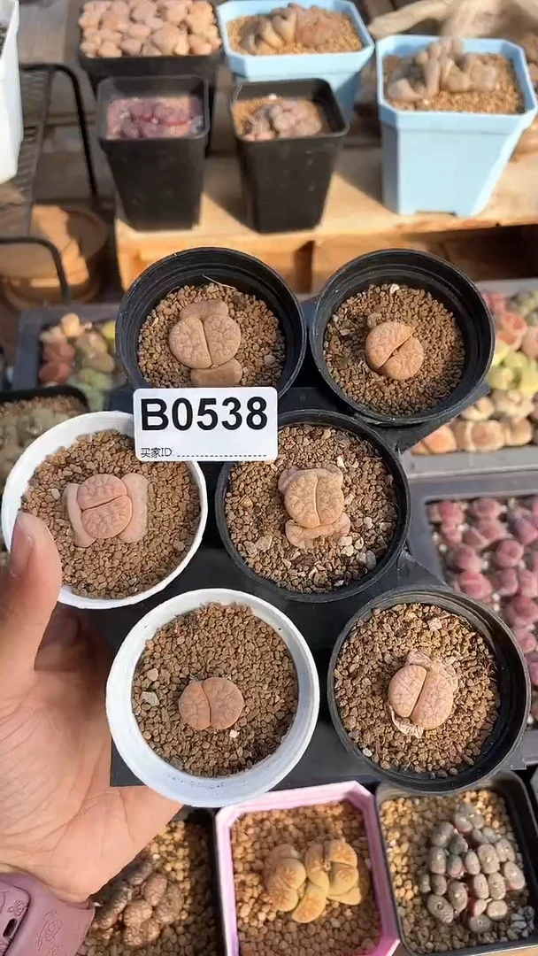 【闪购商品】0538直播一物一拍