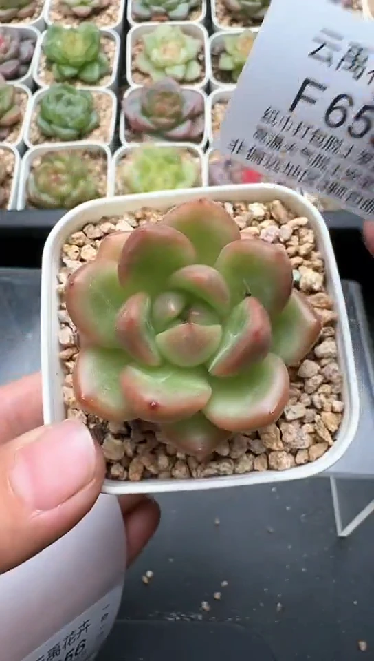 655F云禹多肉植物 默认脱土纸巾打包 3颗包邮