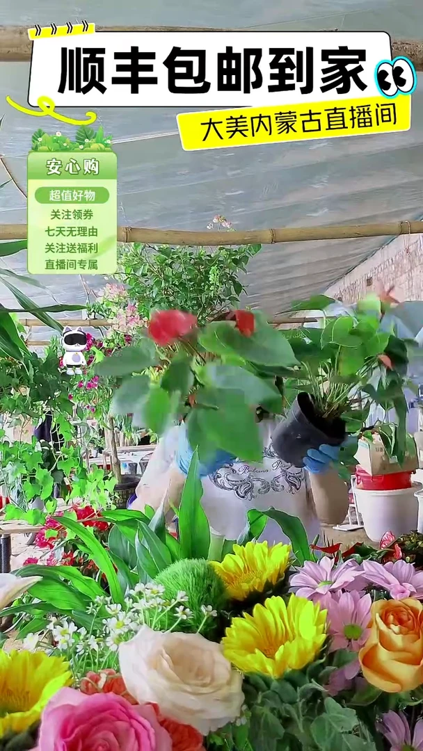 完全开放两盆红掌