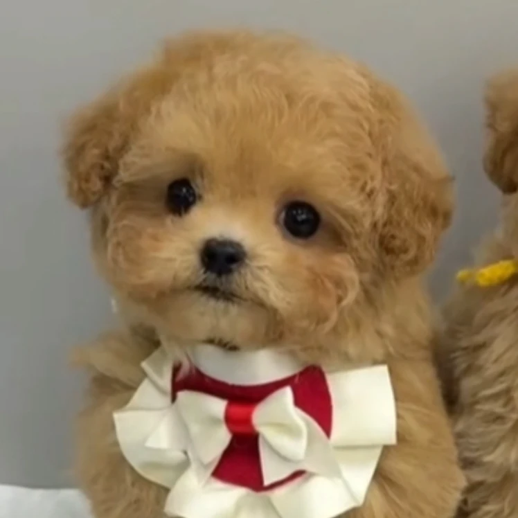 【卡通萌宠】精品狗狗