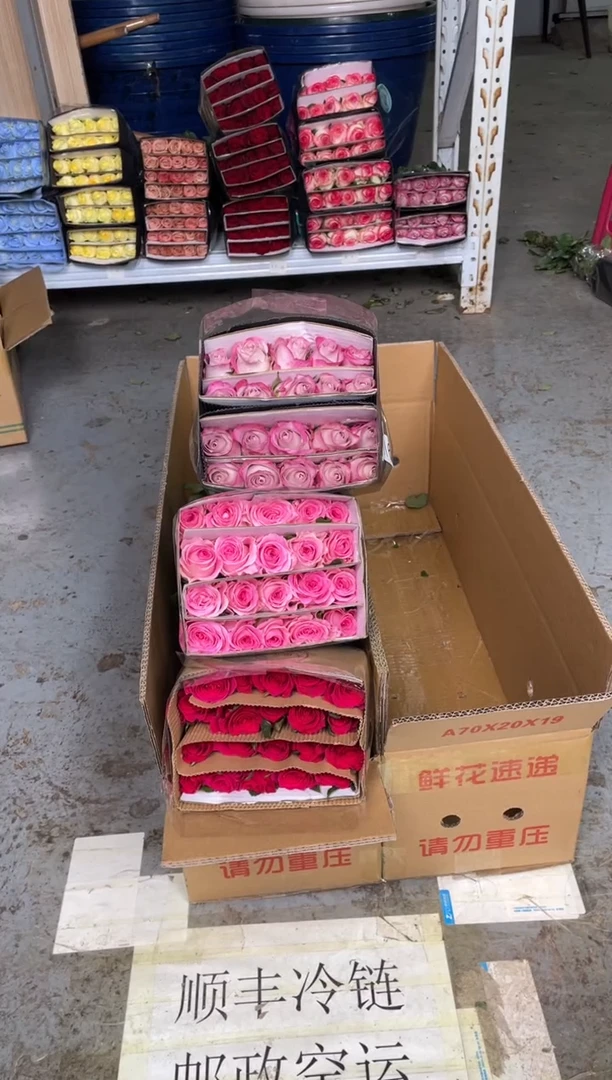 高盛20枝+洛神20枝+气场20枝