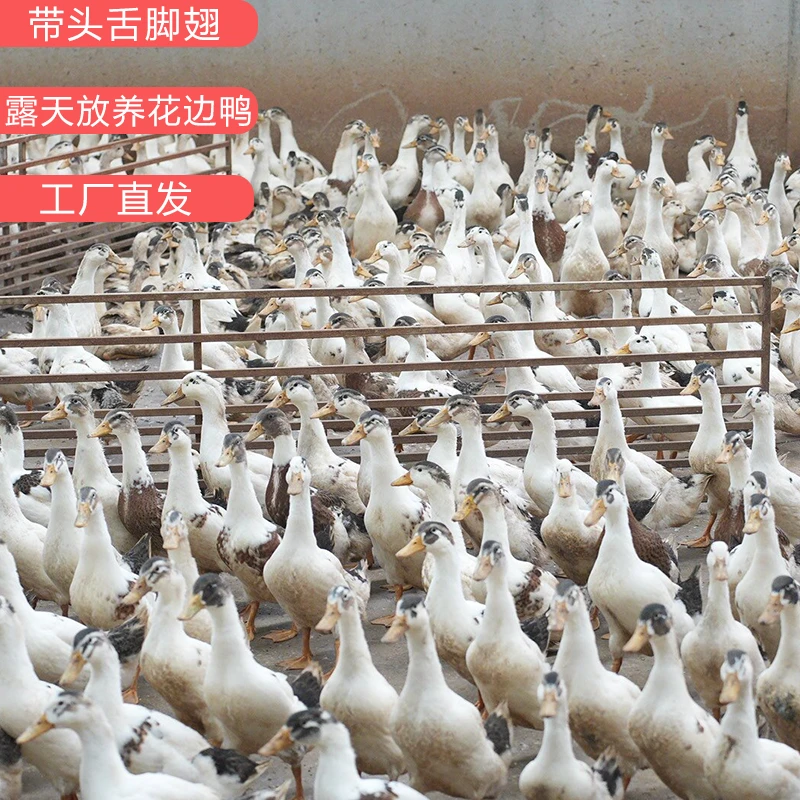 饭店商用麻鸭40斤装批发整箱新鲜冷冻农家散养麻鸭草麻鸭花边