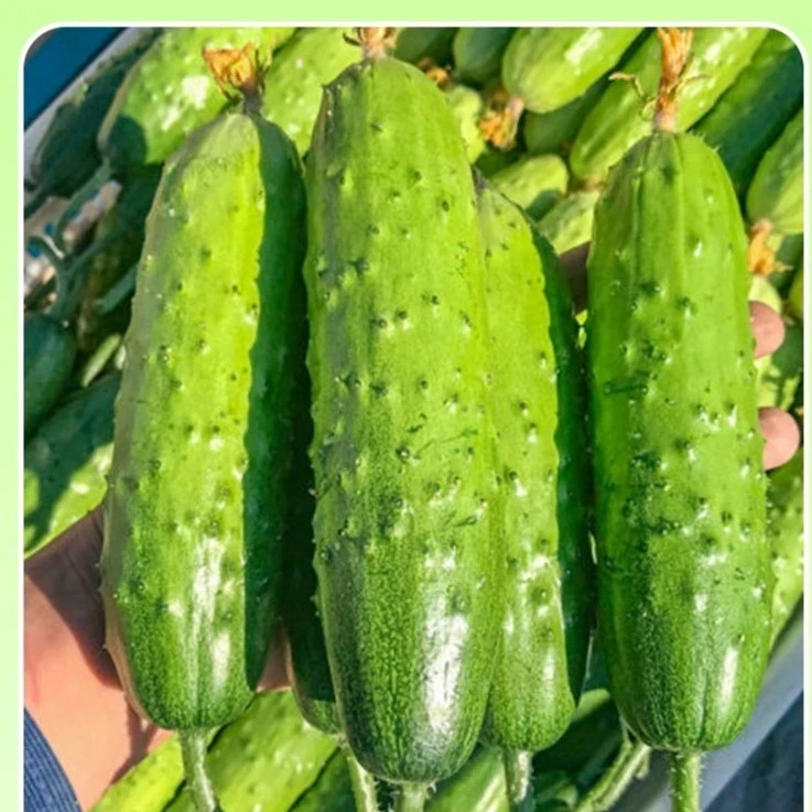 【水果黄瓜】水晶满地爬黄瓜种子水果黄瓜种子苗盆栽四季蔬菜种籽