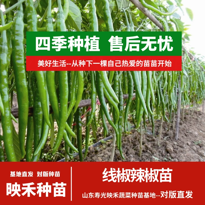 线椒辣椒苗开春福利盆栽地栽庭院高产四季种植寿光苗场带土直发