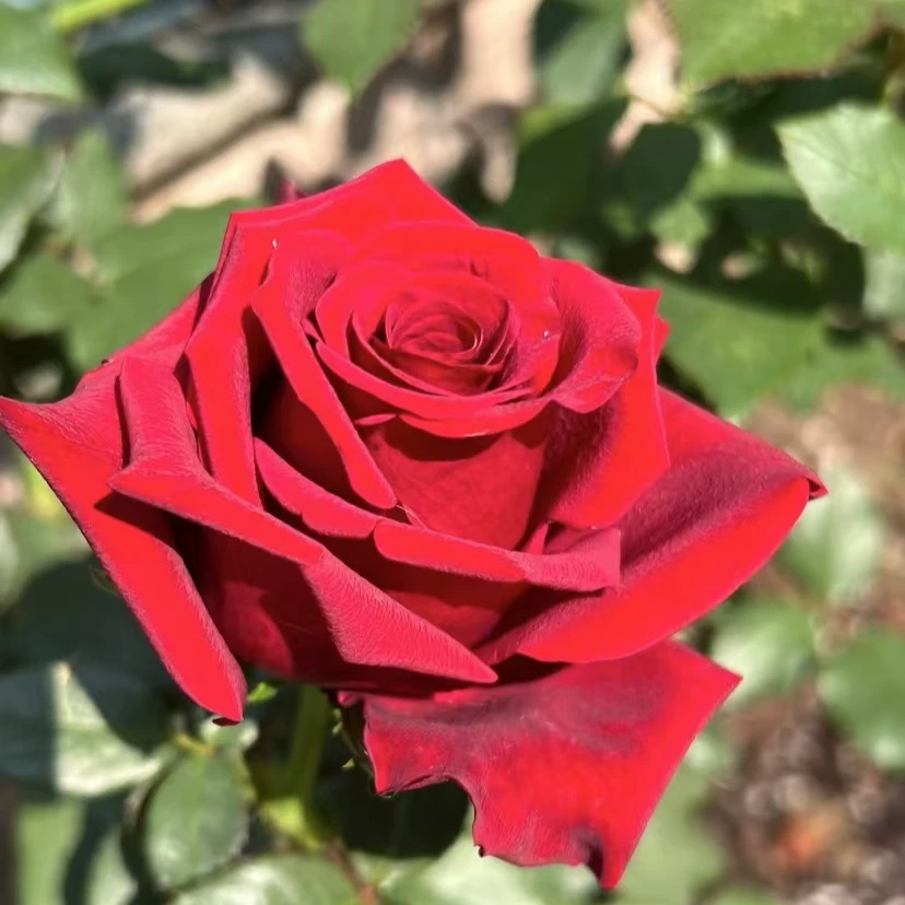 静静的花园（新品卡地亚 ） 红色切花玫瑰高杯大花盆栽阳台月季花苗