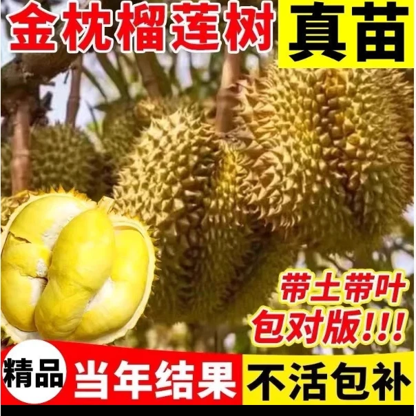 当年结果正宗榴莲果树苗南方北方可地栽盆栽耐寒